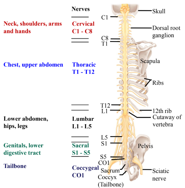 <ul><li><p>31 pairs of spinal nerves that connect with the spinal cord. </p></li><li><p>Contains both afferent and efferent fibers. </p></li></ul><p></p>