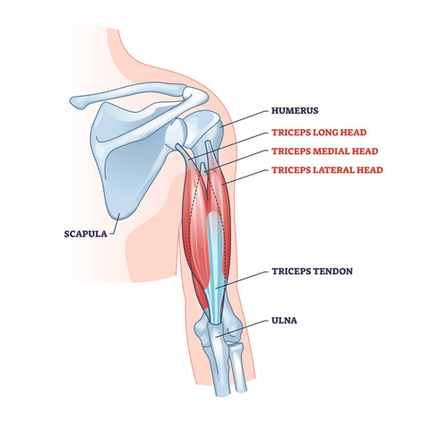 <p>Triceps brachii</p>