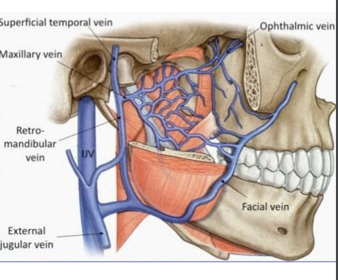 <p>Pterygoid plexus </p><ul><li><p>drains posteriorly into maxillary vein</p></li><li><p>drains anteriorly into facial vein </p></li></ul><p></p>