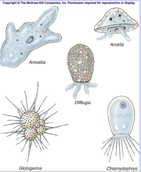 <ul><li><p>Move by pseudopodia (lobopodia, filopodia, reticulopodia, axopodia).</p></li><li><p>Example: <em>Amoeba, Arcella, Difflugia</em>.</p></li><li><p>Pathogens: <em>Naegleria fowleri</em>, <em>Entamoeba histolytica</em>.</p></li></ul><p>&nbsp;</p>