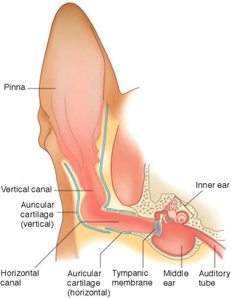<p>Divisions of the hearing apparatus: middle ear</p>