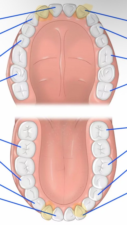 knowt flashcard image