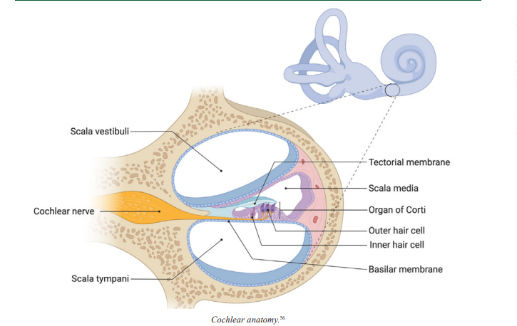 <p>Cochlea</p>