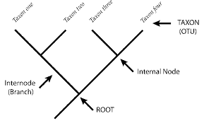 <p>shows the common ancestor that all organisms on cladogram evolved from, (starting point at bottom)</p>