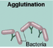 <p>Agglutination</p>
