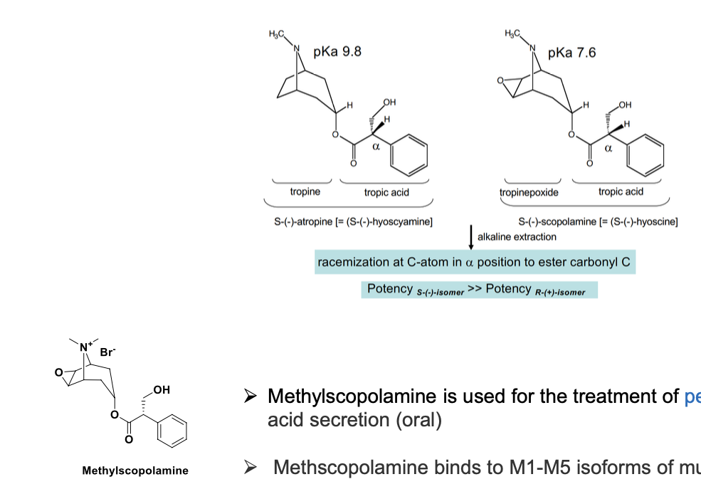 <ul><li><p>methylscopolamine is used for the treatment of <strong>peptic ulcer</strong> by reducing stomach acid secretion (oral)</p></li><li><p>methscopolamine binds to M1-M5 isoforms of muscarinic receptors</p></li><li><p>S isomer of methylscopolamine = more potent than R isomer</p><ul><li><p>S has higher pKa and R has lower pKA</p></li></ul></li></ul><p></p>