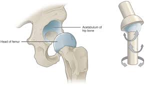 <ul><li><p>shoulder</p></li><li><p>hip</p></li></ul><p></p>