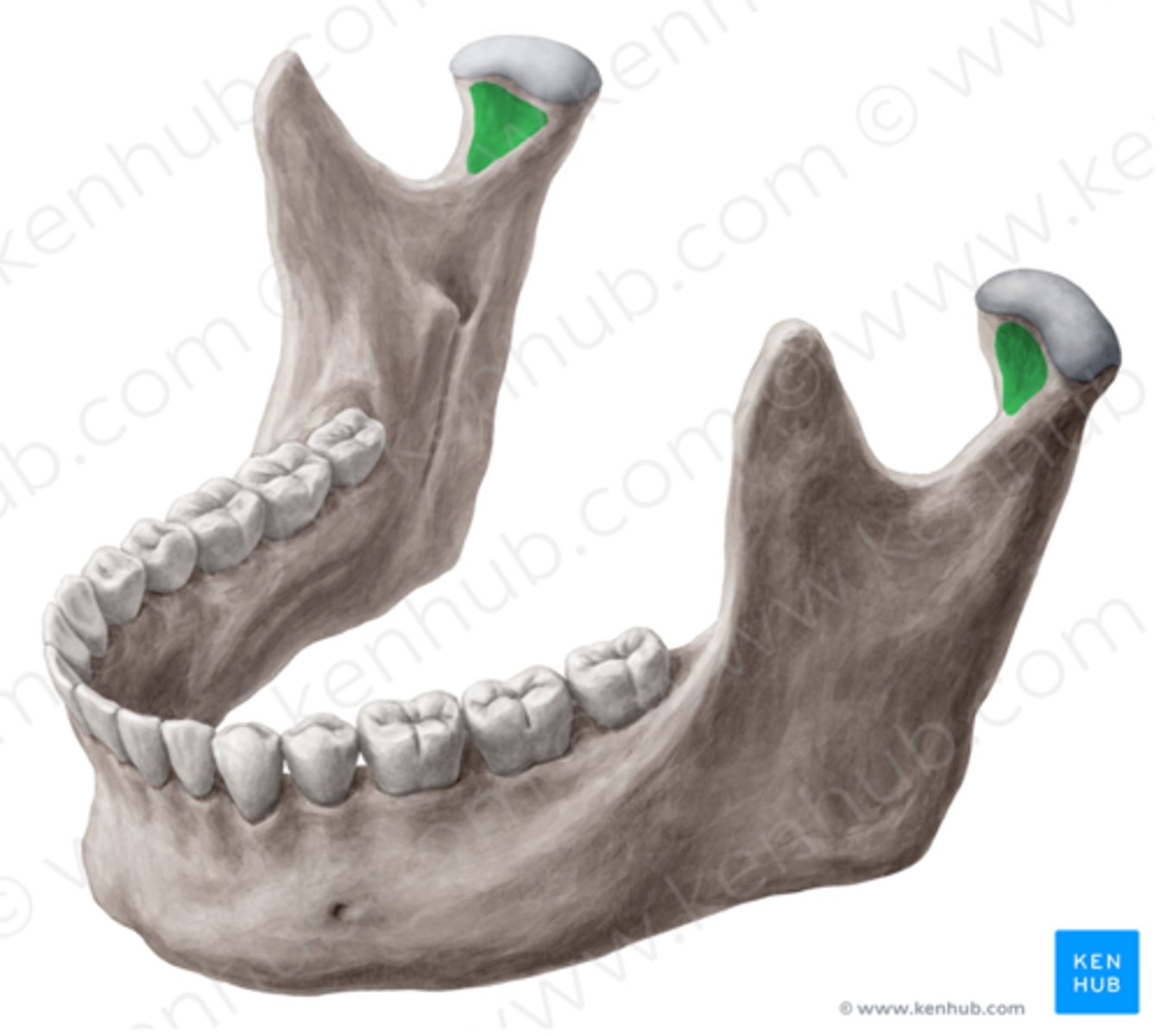 <p>what is this and what muscle inserts here</p>