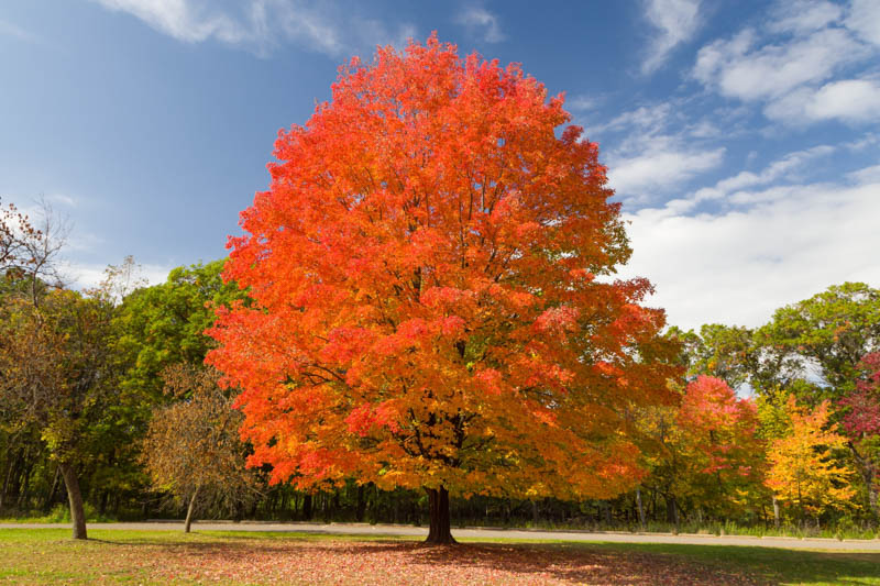 <p>Acer Saccharum</p>