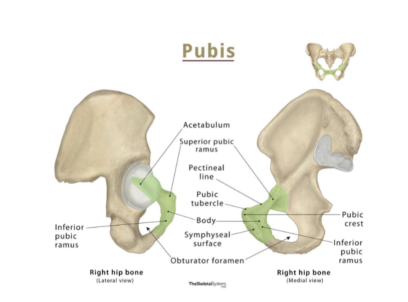 <ul><li><p>Makes up anterior &amp; inferior part of the pelvic bone — has a body &amp; 2 arms/rami —</p><ul><li><p>Body — </p><ul><li><p>Flattened dorsoventrally &amp; articulates with body of pubic bone on other side at the pubic symphysis</p></li><li><p>Has a rounded pubic crest on its superior surface that ends laterally as the prominent pubic tubercle</p></li></ul></li><li><p>Superior ramus —</p><ul><li><p>Projects posterolaterally from the body, joins with ilium &amp; ischium at its base</p></li><li><p>Sharp superior margin of the surface — known as the pectineal line — forms part of linea terminalis of the pelvic bone &amp; inlet</p><ul><li><p>Anteriorly, this line is continuous with the pubic crest, &amp; is also marked on its interior surface by the obturator groove (forms upper margin of obturator canal)</p></li></ul></li></ul></li><li><p>Inferior ramus — </p><ul><li><p>Projects laterally &amp; inferiorly to join with the ramus of the ischium </p></li></ul></li></ul></li></ul>