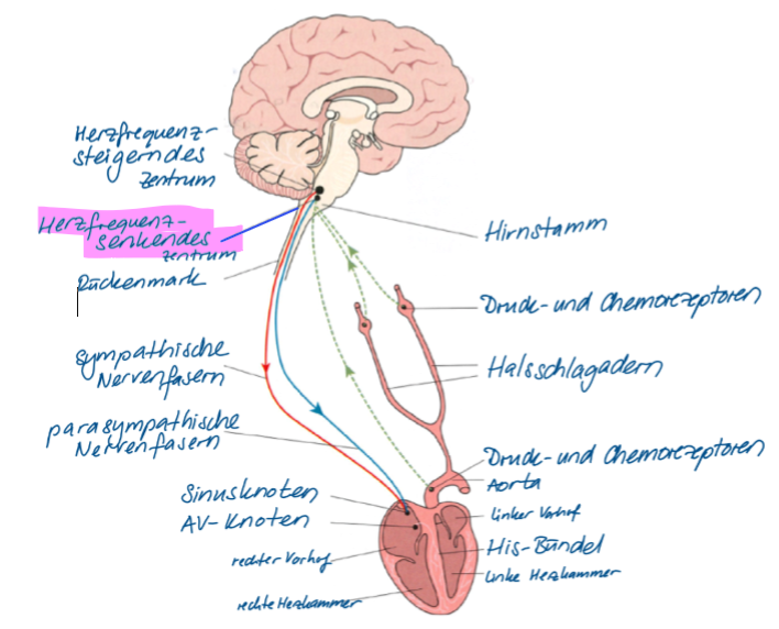 <ul><li><p>wirkt beruhigend</p></li><li><p>verlangsamt den Puls </p></li></ul>