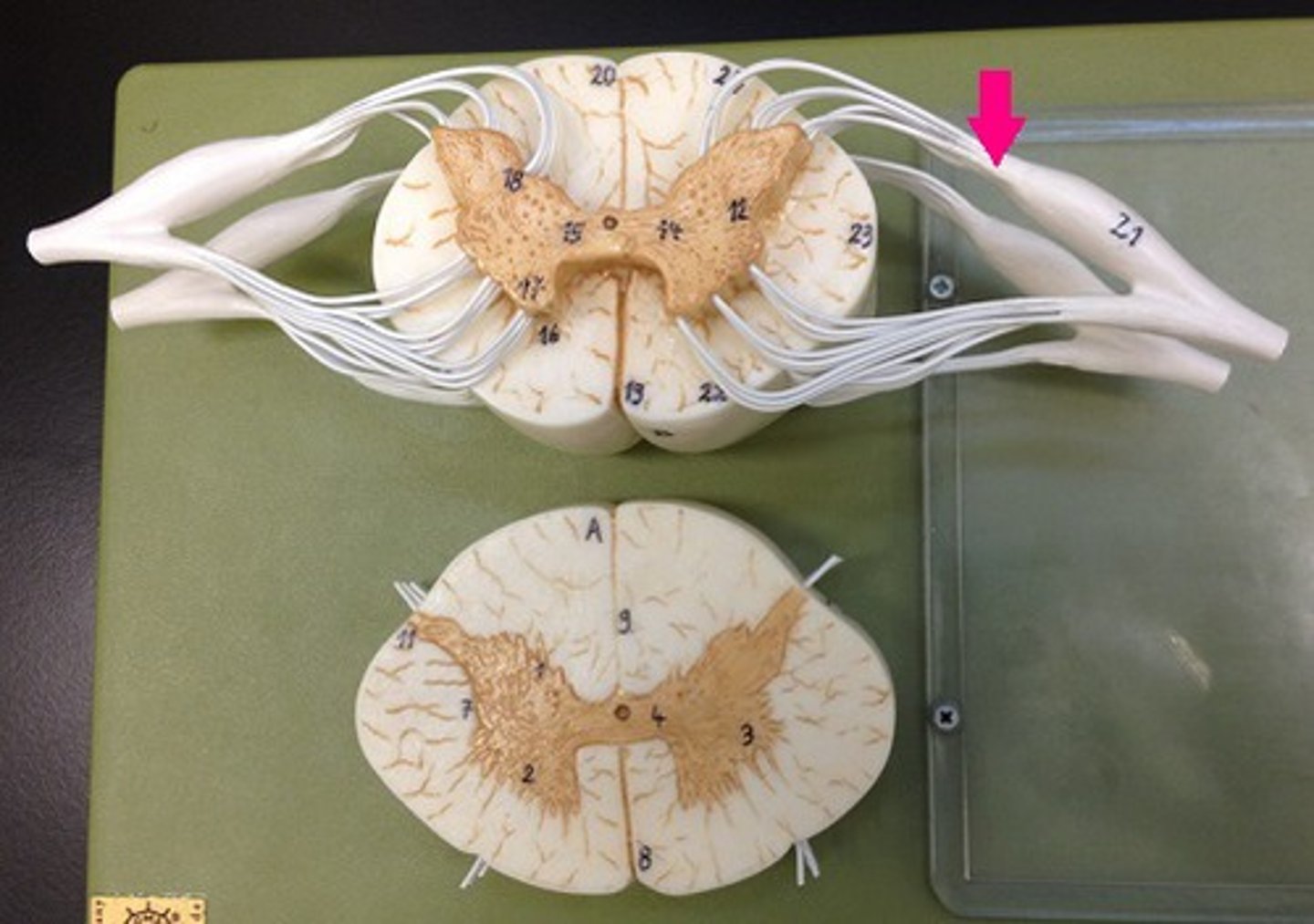 <p>contains sensory axons</p>