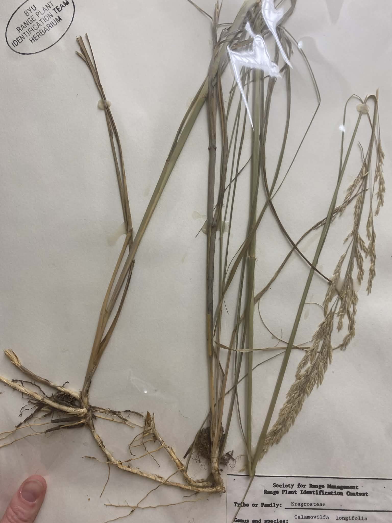 <p>Eragrosteae, P, N, Calamovilfa longfolia, prairie sandreed</p>