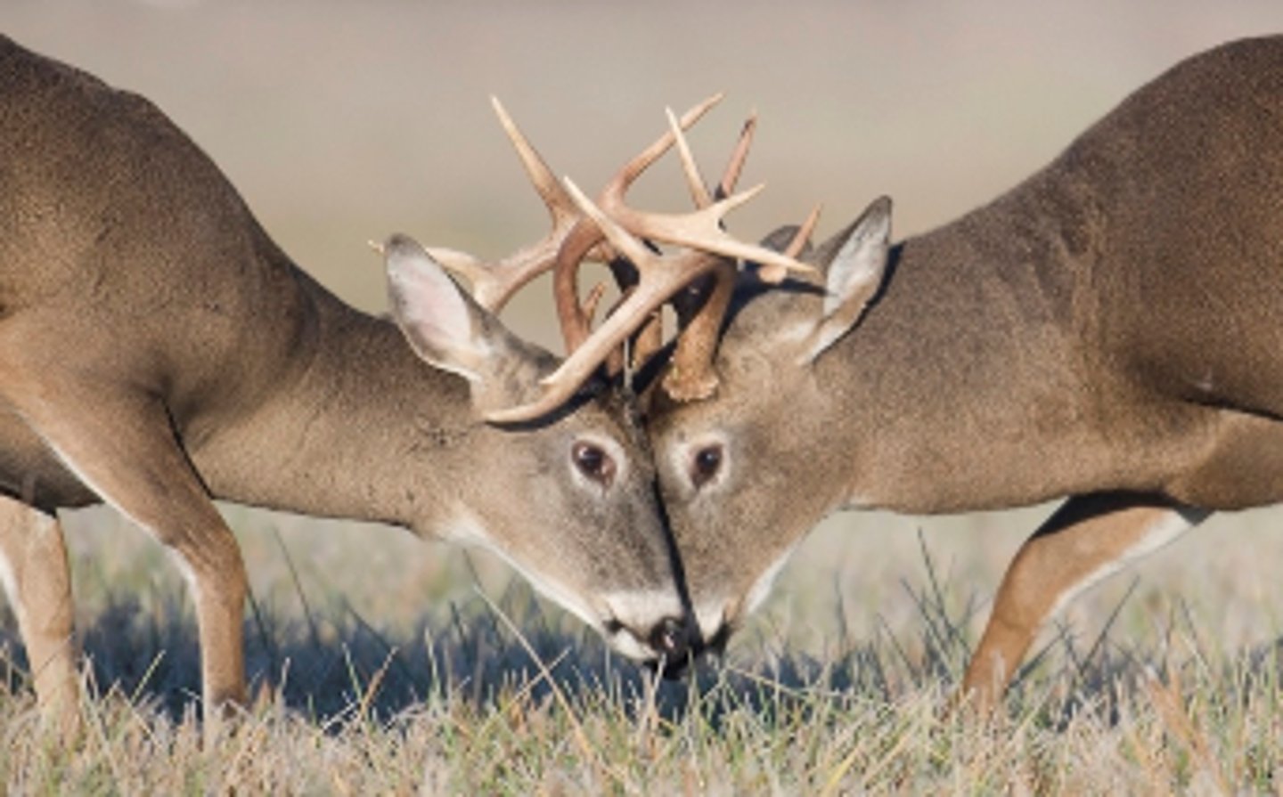 <p>competition between members of the same species</p>