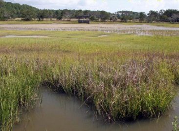 <p>Marsh</p>