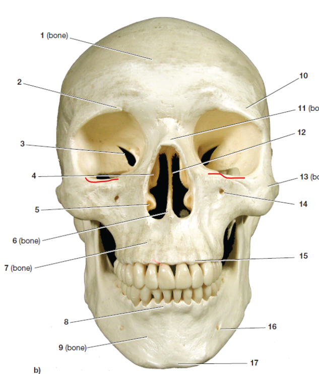 knowt flashcard image