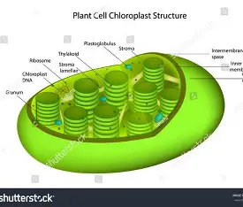 <p>chloroplasts&nbsp;</p>