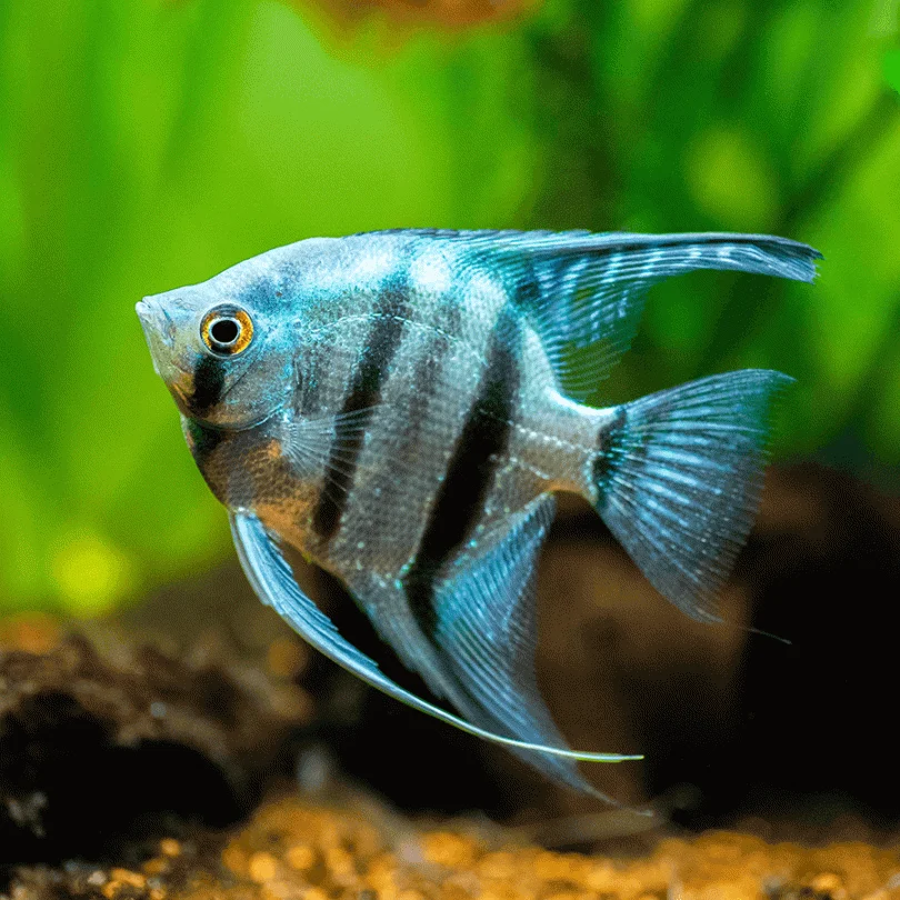 <p>What type of fish is shown in the picture?</p>