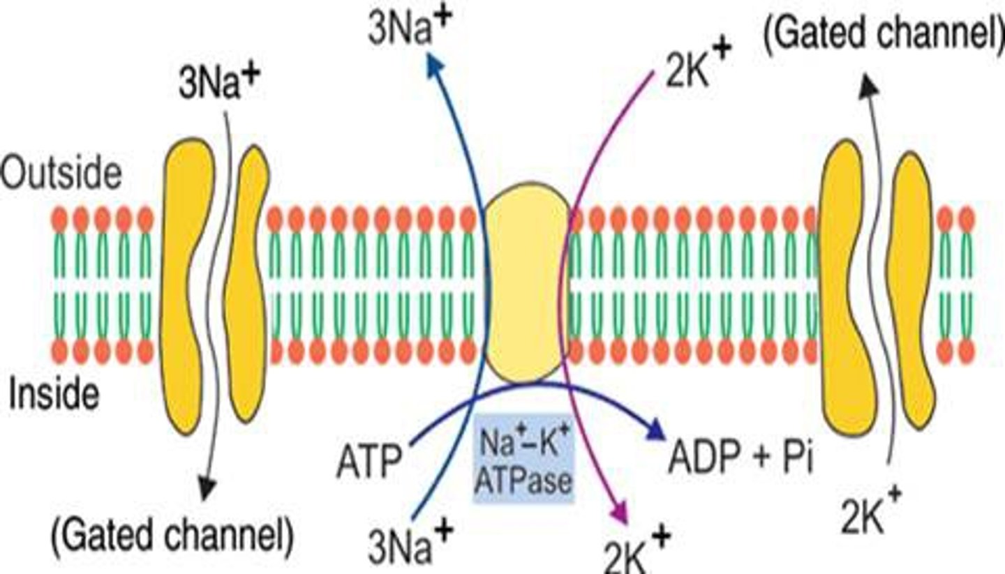 <p>powered by ATP</p><p>carries 3 Na+ out and 2 K+ in</p><p>balances passive forces of diffusion</p>