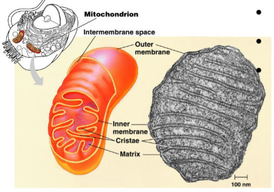 <p>spaces within christae of mitochondria</p>