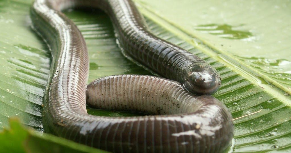 <p><span>Caecilians</span></p>