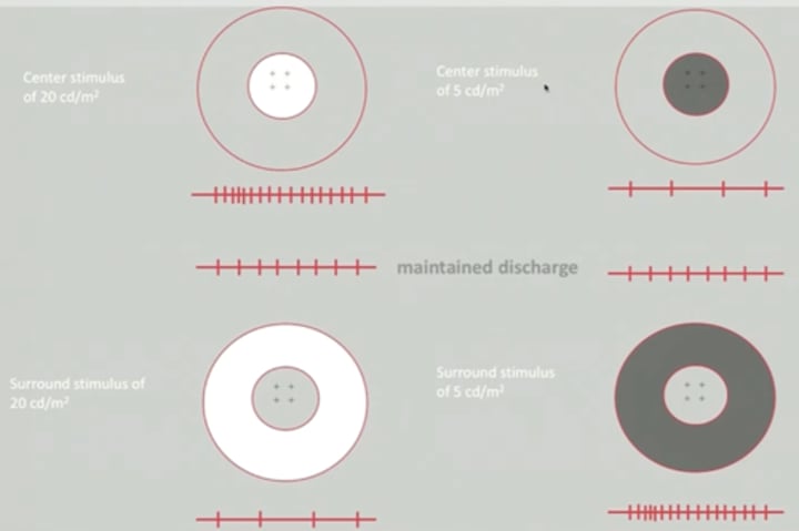 <p>If our eyes are adapted to a background light level and therefore have baseline activity, but we have a light stimulus presented to the <strong><em>center</em></strong> field that is <strong><span style="text-decoration:underline">darker</span></strong> than the background light level, what happens to the rate of action potentials?</p>