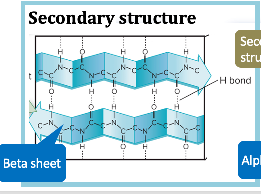 <p>protein secondary structure</p>