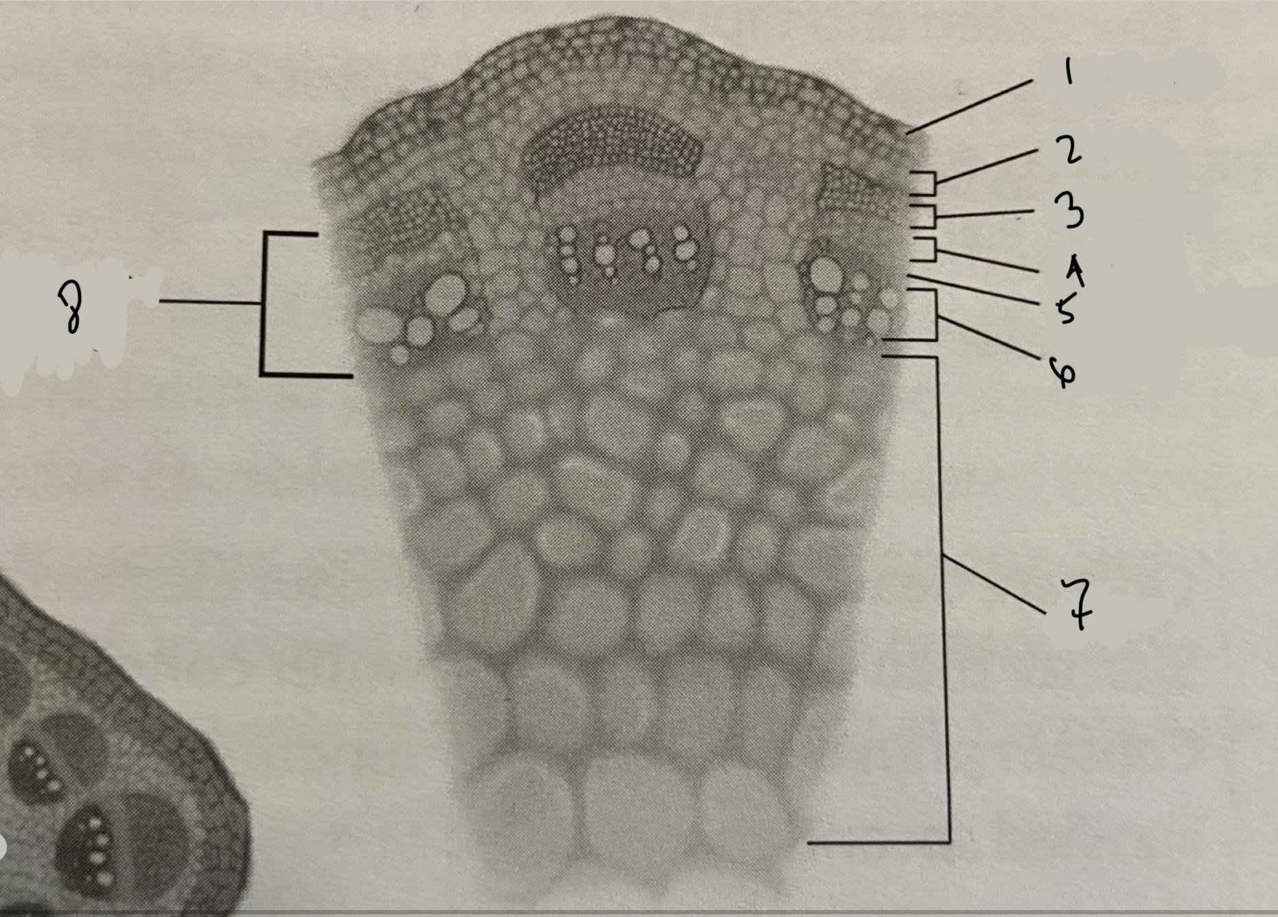 <p>what is structure 7?</p>