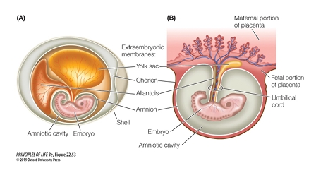 <ol><li><p>Eggs are fertilized with the female’s body</p></li><li><p>Embryos start development in the uterus</p></li><li><p>The embryo is contained in an amniotic sac and connected to the uterine wall by the placenta</p></li><li><p>The placenta allows for nutrient gas exchange and waste elimination </p></li></ol><p></p>