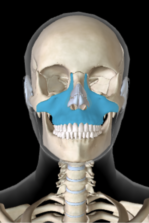 <p>Which bone is this?</p>