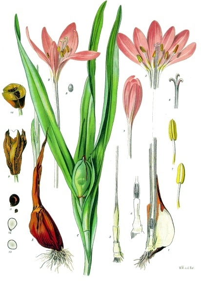 <p>Colchicum autumnale</p>