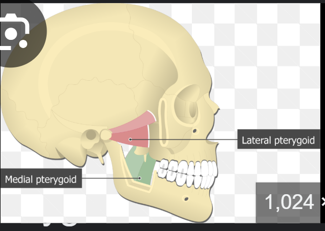 <p>Pterygoid tuberosity</p>