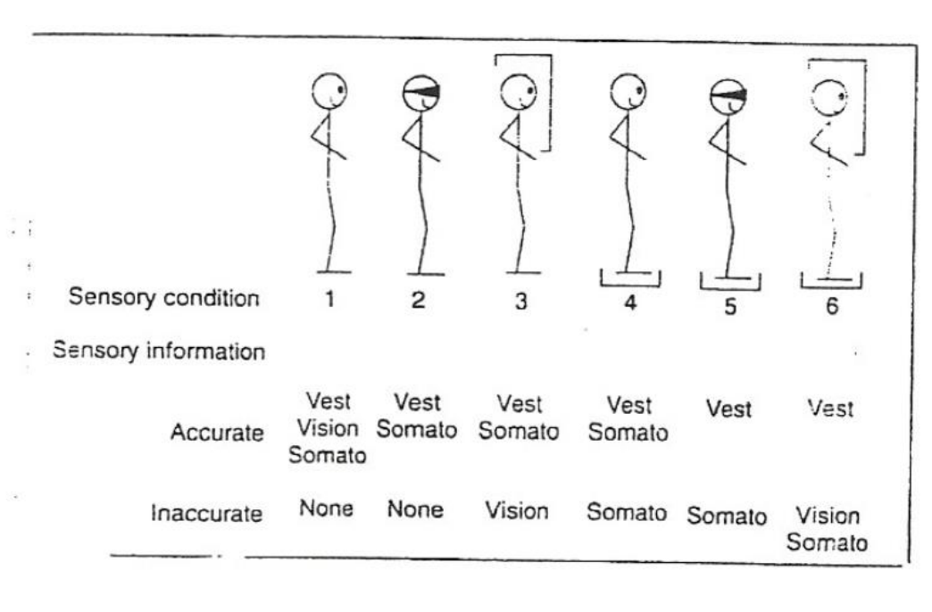 <ol><li><p><strong><u>Observation</u></strong></p><ol><li><p><strong><u>look for physical signs</u></strong></p><ol><li><p><em>e.g., are they standing shoulder-width apart? is their head in midline? is one shoulder higher than the other? is one hip higher than the other?</em></p></li></ol></li><li><p><strong><u>look for balance issues</u></strong></p><ol><li><p><em>e.g., using their environment to help them (e.g., wall walking), overuse of arms (e.g., holding onto things), getting external support (e.g., leaning against items), too wide a base of support, stiffening or guarding (b/c they are nervous of falling), taking small steps (b/c they are scared to take bigger strides)</em></p></li></ol></li></ol></li><li><p><strong><u>Subjective Interview</u></strong></p><ol><li><p><strong><u>Premorbid health hx</u></strong></p></li><li><p><strong><u>Prior level of function</u></strong></p><ol><li><p><em>e.g., goal will not be to stand if the patient originally presented in a wheelchair</em></p></li></ol></li><li><p><strong><u>Perspective of current functioning&nbsp;</u></strong></p></li></ol></li><li><p><strong><u>Neurologic</u></strong></p><ol><li><p><em>e.g., stroke locations and lesion locations could mean different things for balance</em></p></li></ol></li><li><p><strong><u>Non-Neurologic</u></strong></p><ol><li><p><em>e.g., ROM and strength of LE, any orthopedic conditions, any cardiac conditions (which could affect standing and endurance)</em></p></li></ol></li><li><p><strong><u>Component Evaluation</u></strong></p><ol><li><p><strong><u>Physical Status</u></strong></p></li><li><p><strong><u>Coordination</u></strong></p><ol><li><p><strong><u>static and dynamic</u></strong></p></li><li><p><strong><u>sitting and standing</u></strong></p></li></ol></li><li><p><strong><u>Gait</u></strong></p></li><li><p><strong><u>Vertigo &amp; Dizziness</u></strong></p><ol><li><p><em>e.g., peripheral vertigo if it’s in the inner ear (BPPV)</em></p><ol><li><p><strong><u>small particles get dislodged from their normal location in the inner ear and enter the semicircular canals</u></strong>, <strong><u>causing an abnormal sensation of spinning</u></strong>; <strong><u>there are positions you can put your head into to move these particles back into their proper place</u></strong></p></li></ol></li></ol></li></ol></li><li><p><strong><u>Balance</u></strong></p><ol><li><p><strong><u>BOS (base of support)</u></strong></p><ol><li><p><strong><u>small, large?</u></strong></p></li></ol></li><li><p><strong><u>Limits of stability</u></strong></p><ol><li><p><strong><u>real vs. perceived</u></strong></p></li></ol></li><li><p><strong><u>Clinical Test of Sensory Interaction and Balance</u></strong></p><ol><li><p><strong><u>see what their balance is like when…</u></strong></p><ol><li><p><strong><u>when standing upright&nbsp;on a flat surface</u></strong></p></li><li><p><strong><u>when standing upright on a flat surface w/ eyes closed</u></strong></p><ol><li><p><strong><u>getting rid of their vision</u></strong></p></li><li><p><strong><u>if they’re having problems with this, it’s likely that they are over-relying on their vision</u></strong></p></li></ol></li><li><p><strong><u>when standing upright on a flat surface w/ a dome over a person’s head</u></strong></p><ol><li><p><strong><u>not getting rid of their vision, but their vision is not accurate</u></strong></p></li><li><p><strong><u>if they’re having problems with this, it’s likely that they are over-relying on their vision</u></strong></p></li></ol></li><li><p><strong><u>when standing upright&nbsp;on an unbalanced surface</u></strong></p></li><li><p><strong><u>when standing upright&nbsp;on an unbalanced surface w/ eyes closed</u></strong></p></li><li><p><strong><u>when standing upright&nbsp;on an unbalanced surface w/ a dome over a person’s head</u></strong></p></li></ol></li></ol></li><li><p><strong><u>Balance grading&nbsp;</u></strong></p></li></ol></li><li><p><strong><u>Functional Measure (standardized)</u></strong></p><ol><li><p><strong><u>Berg Balance Scale (BBS)</u></strong></p><ol><li><p><strong><u>vestibular disorders, stroke, SC, pulmonary disorders, PD, Osteoarthritis, older adults, limb loss/amputation, brain injury</u></strong></p></li><li><p>14 items, 0-4 <strong><u>Likert scale</u></strong>, 15-20 minutes, no formal training needed</p></li><li><p><strong><u>Higher scores mean better performance</u></strong></p></li><li><p><strong><u>Older adults: &lt;45 greater risk of falls</u></strong></p></li></ol></li><li><p><strong><u>Timed Up and Go (TUG)</u></strong></p><ol><li><p><strong><u>vestibular disorders, stroke, spinal cord, PD, older adults, Osteoarthritis, AD, progressive dementia, brain injury</u></strong></p></li><li><p><strong><u>1 item</u></strong> <strong><u>with use of assistive device if needed</u></strong> (<strong><u>sit in chair, stand up, walk 3 meters, turn, walk back, and sit down</u></strong>); &lt; 3 min, no formal training</p></li><li><p><strong><u>Older adults: &gt;12 seconds is a risk of falls</u></strong></p></li></ol></li><li><p><strong><u>Functional Reach Test (FRT)</u></strong></p><ol><li><p><strong><u>vestibular disorders, stroke, SC, PD, older Adults</u></strong></p></li><li><p><strong><u>Patient stands next to the wall</u></strong>, <strong><u>but not touching</u></strong>, <strong><u>with the arm closer to the wall</u></strong>, <strong><u>with the shoulder 90 degrees</u></strong>, <strong><u>with the fist</u> <u>(with a yard stick parallel to the floor</u></strong>), <strong><u>measure from the 3rd metacarpal</u></strong>, and <strong><u>say “reach as far as you can forward without taking a step”</u></strong>, then <strong><u>record the location of the 3rd metacarpal</u></strong></p></li><li><p><strong><u>5 trials- 2 practice</u></strong> then <strong><u>average last 3.</u></strong></p></li><li><p><strong><u>Older adult in community dwellings: &lt;7 inches (unable to leave neighborhood without help, limited mobility skills, most restricted in ADLS)</u></strong></p></li></ol></li><li><p><strong><u>Tinetti Performance Oriented Mobility Assessment (POMA) or TMT (Tinetti mobility)</u></strong></p><ol><li><p><strong><u>Balance and gait sections</u></strong></p></li><li><p><strong><u>stroke, older adults, ALS</u></strong></p></li></ol></li><li><p><strong><u>TASK ANALYSIS</u></strong>!; <strong><u>make note of</u></strong>…</p><ol><li><p><strong><u>Simple to complex</u></strong></p><ol><li><p><em>e.g., adding bilateral coordination and crossing midline&nbsp;</em></p></li></ol></li><li><p><strong><u>Combination &amp; weighting of physical and cognitive skills</u></strong></p><ol><li><p><em>e.g., trying activities that require more cognition (IADLs &gt; ADLs)</em></p></li></ol></li><li><p><strong><u>Environmental factors</u></strong></p><ol><li><p><em>e.g., what surfaces will they be walking on at home (e.g., carpet, hardwood, rug, etc.)?, how much light is there in the home?, what kinds of environmental obstacles are there?</em></p></li><li><p><strong><u>generally, should also try to replicate the home as best as possible</u></strong></p></li></ol></li><li><p><strong><u>Fatigue</u></strong></p><ol><li><p><em>e.g., having trouble maintaining their balance, shakiness, having trouble breathing, leaning/holding onto things for support</em></p></li></ol></li></ol></li></ol></li></ol><p></p>