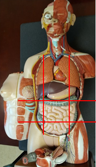 <p>How is the abdominopelvic area divided? (Regions)</p>