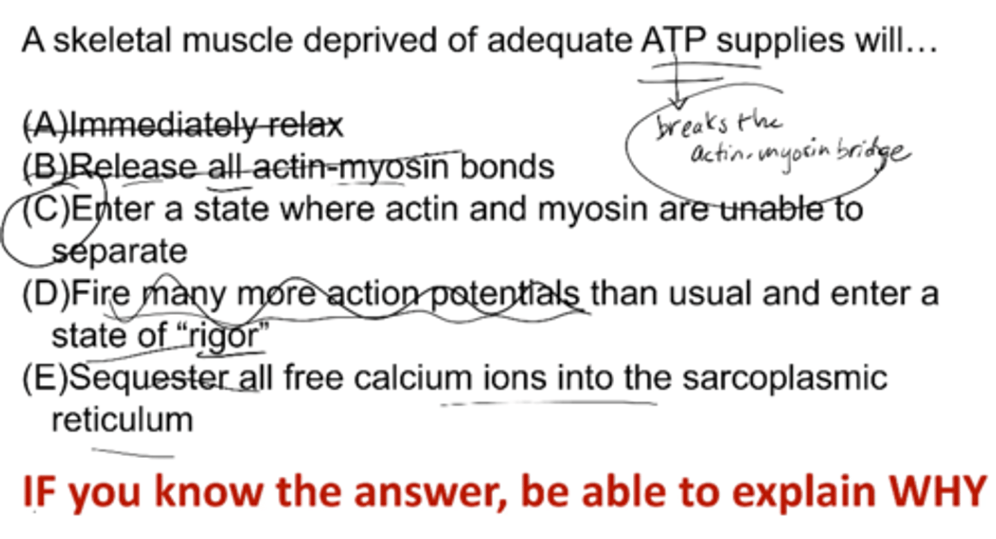 <p>C) enter a state where actin and myosin are unable to separate</p>