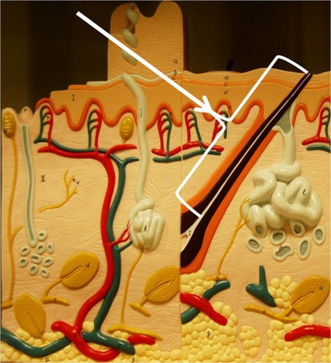 <p>the portion of a hair that penetrates into the dermis and sometimes the subcutaneous layer</p>