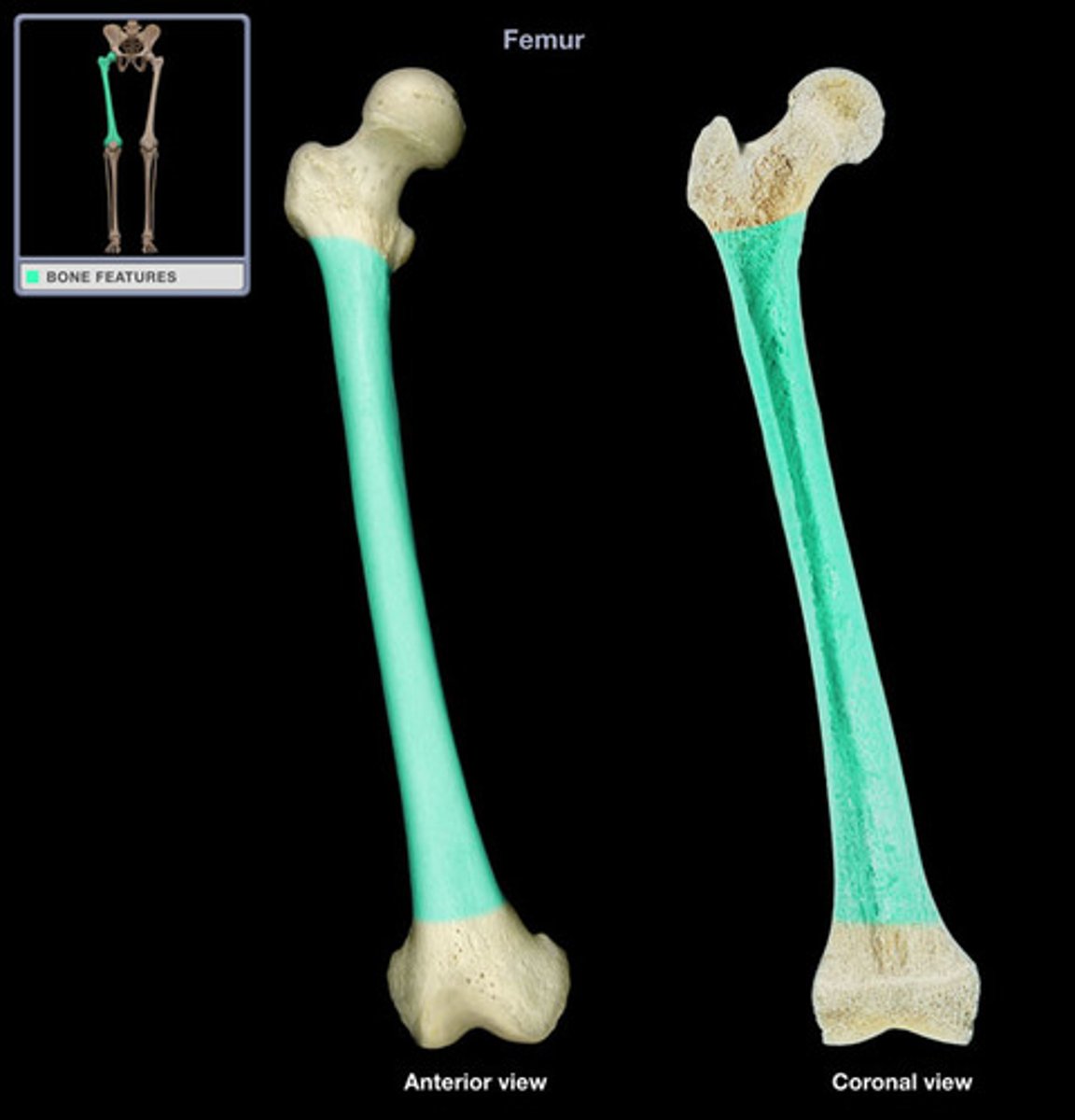 <p>the diaphysis or femoral body</p>