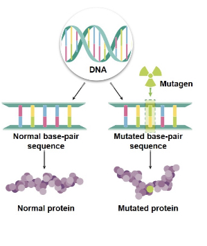 <p>Which mechanism of evolution is illustrated here?</p>