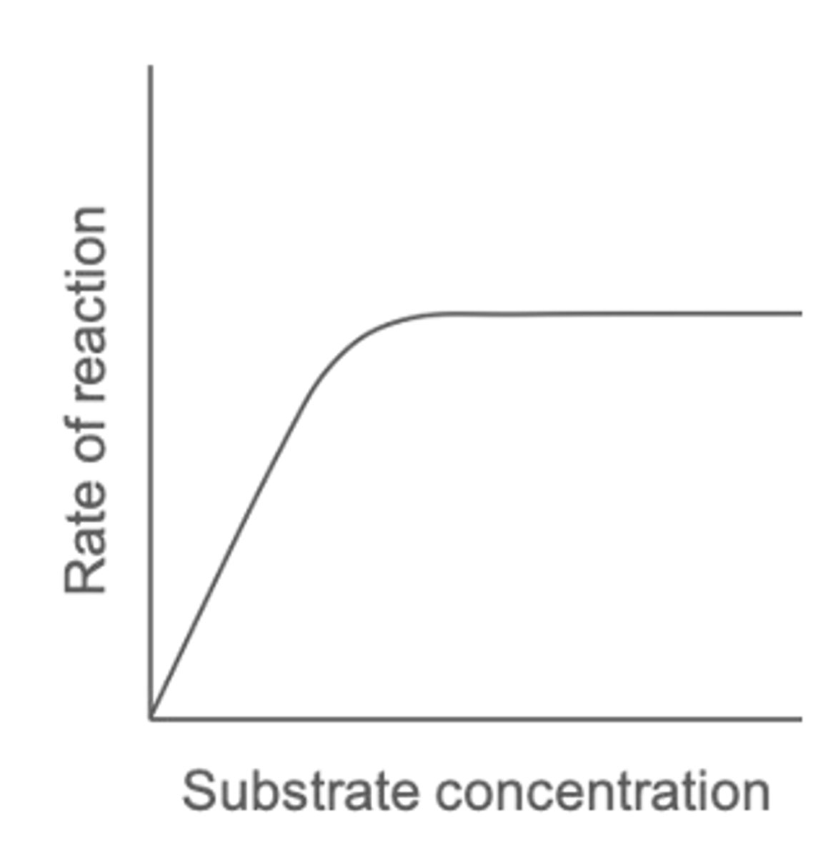 <p>Given that enzyme concentration is fixed, rate increases proportionally to substrate concentration.</p><p>The rate levels off when maximum number of ES complexes form at any given time.</p>