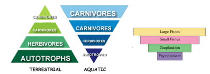 <p>a type of trophic pyramid that compares the<u> total mass (~weight) of all individuals</u> at each trophic level</p><p>terrestrial pyramids are typically upright</p><p>many aquatic systems have inverted pyramids (biomass of lower levels is decreased due to short lifespan, but rapid reproductive rate supplies upper individuals)</p>