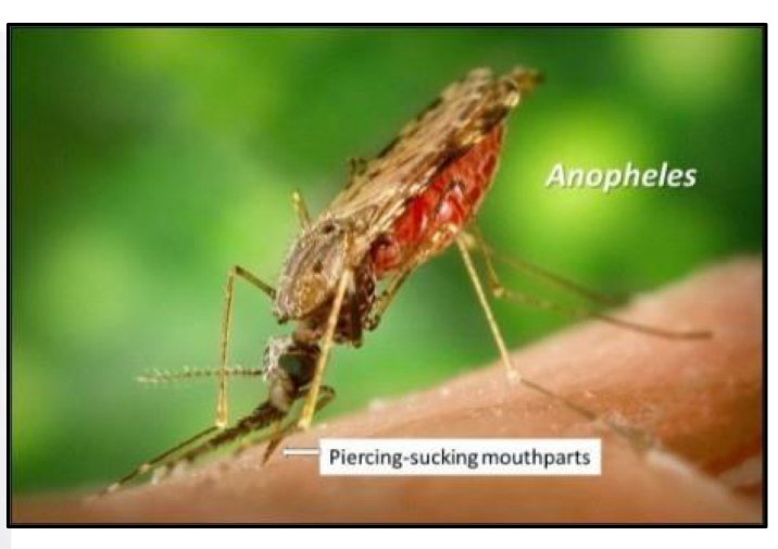 <p>What is the name of this and what disease does it transmit</p>