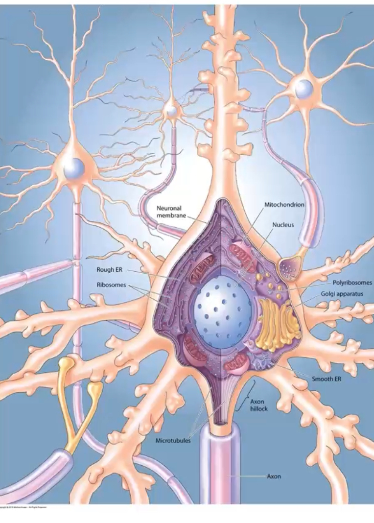 <p>Nucleus</p><p class="p1">Rough ER (Nissl substance)</p><p class="p1">Smooth ER</p><p class="p1">Golgi apparatus</p><p class="p1">Mitochondria</p><p class="p1"></p><p class="p1">Neurons are extremely energy-demanding → dense mitochondrial content.</p>