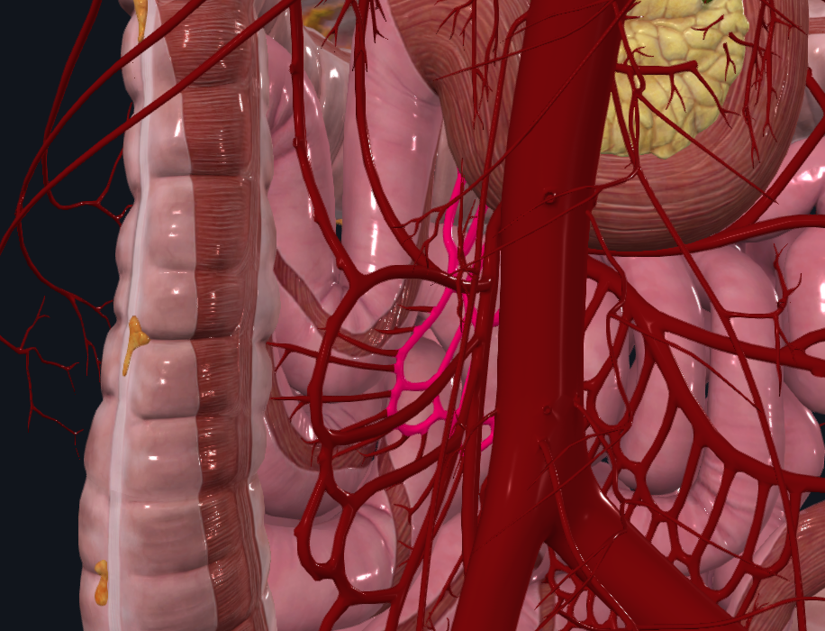 <p>What is highlighted in pink</p>