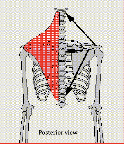 <p>Elevates the scapula, Retracts the scapula, and Depresses the scapula</p><p>Antagonist: Sternocleidomastoid, Anterior Deltoid, and Pectoralis Major</p>