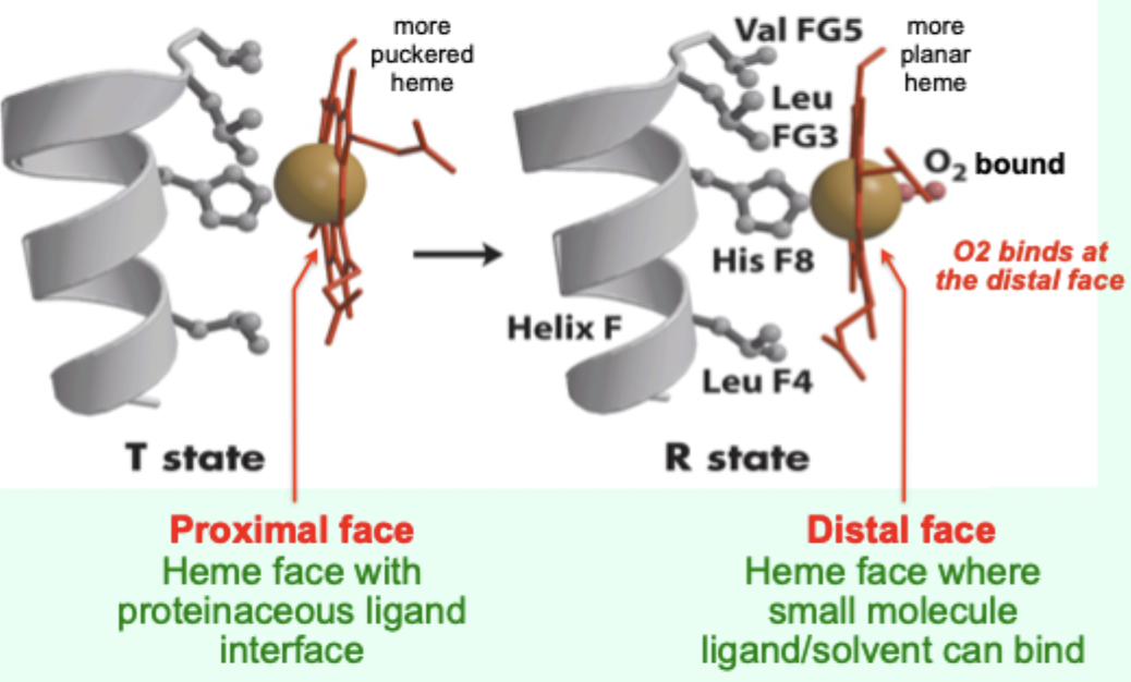 <p>The face where small molecule ligand/solvent can bind (<strong>O2 binds here</strong>).</p>