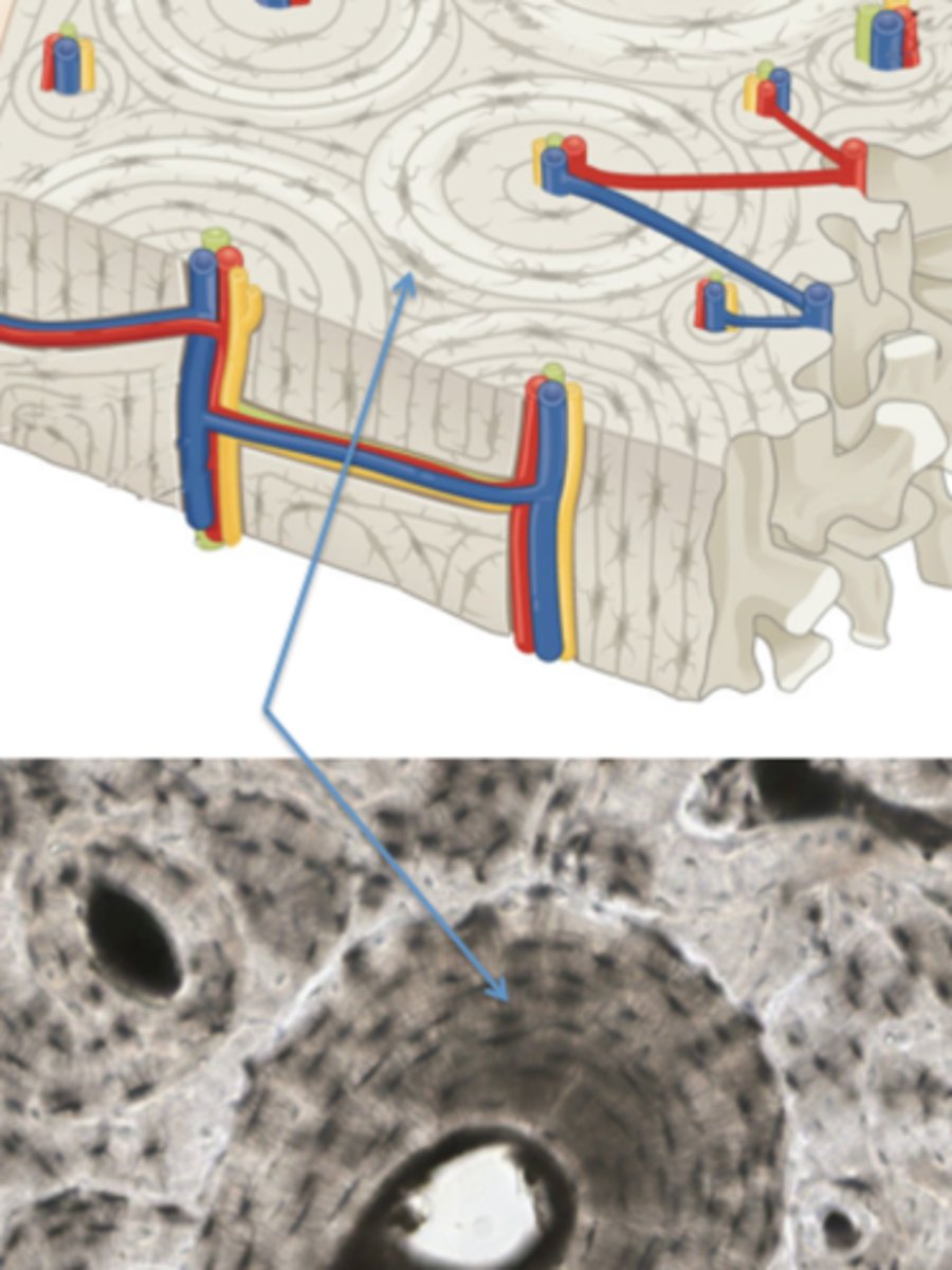 <p>What is the name of this cell?</p>