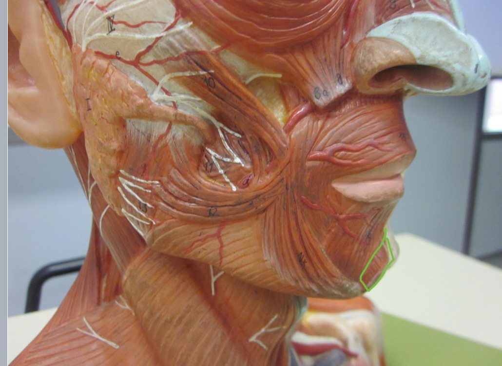<p>Which muscle</p>