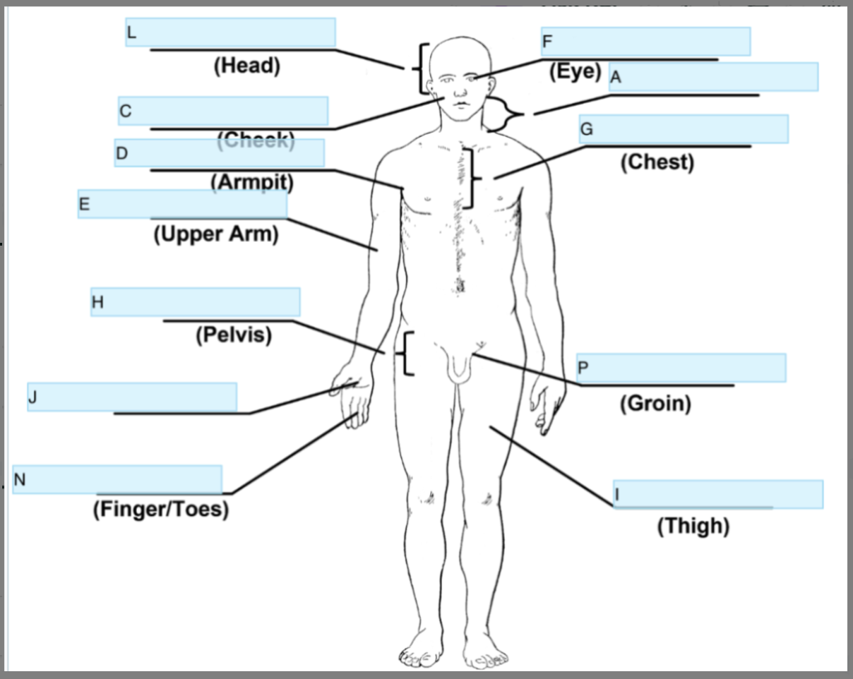 <p>Anatomical term for H</p>