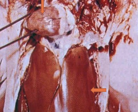 <p>C. psittaci in which animals will be mainly virulent strains, causing fever and gelatinous yellow-green droppings? There will be a rapid drop in egg production, liver/spleen enlargement, necrosis, fibrinous exudate, and swelling of the head if the nasal glands are involved.</p>