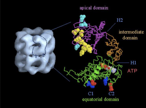 * The walls of the GroEL chambers are made up of proteins called Hsp60. 
* One Hsp60 protein is shown in a ribbon diagram. 
* Three distinct domains are labelled: 
  * the apical domain at the chamber rim
  * the equatorial domain at the bottom of the chamber or middle of the chaperonin complex
  * the intermediate or hinge domain in the middle. 
* In the top view of the GroEL, the 7 Hsp60 subunits that form the wall of a single GroEL can be seen. 
* Each Hsp60 binds to a single ATP molecule so 7 ATP molecules are required for GroEL activity at any one time